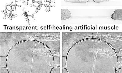 美國開發(fā)新型自愈材料 可研制人造肌肉、改進(jìn)機(jī)器人性能