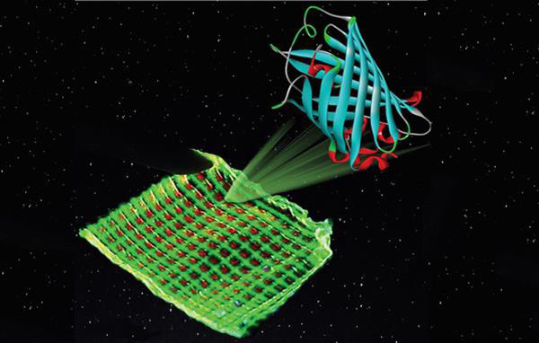 含發光蛋白的3D打印生物顯示器可替代現有液晶屏