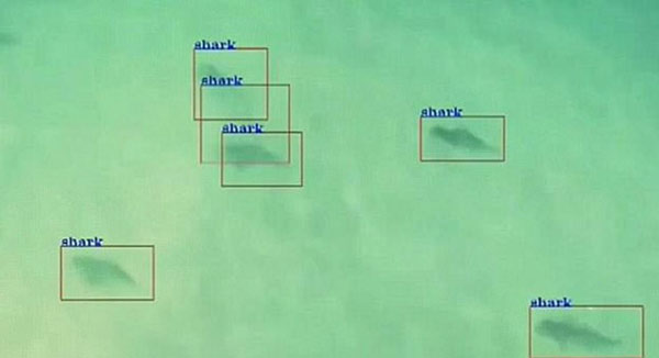 無人機新用途：巡邏海灘 揪出游弋的危險大白鯊